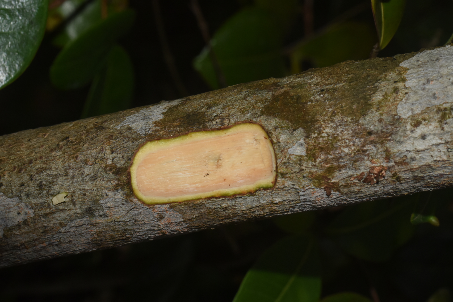 Guapira suborbiculata (Hemsl. ex Duss) Lundell - Photo Bivouac Naturaliste